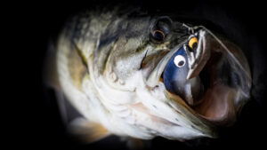 SPARK SHAD 5in