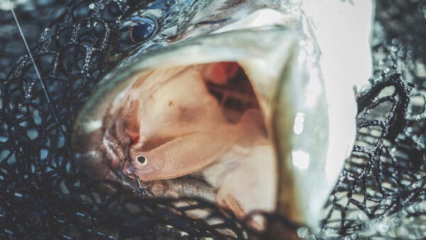 jesse hazedong shad largemouth | Coureur Des Bois