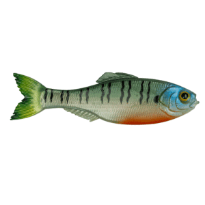 Panorama – 4K Bluegill