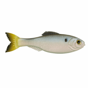 Panorama – Clearwater Shad