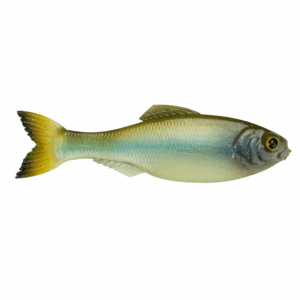 Panorama – Ghost Minnow