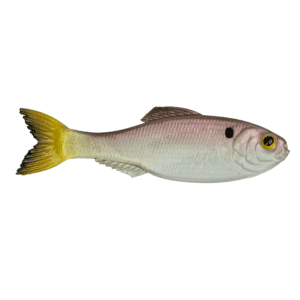 Panorama – Ghost Pro Shad