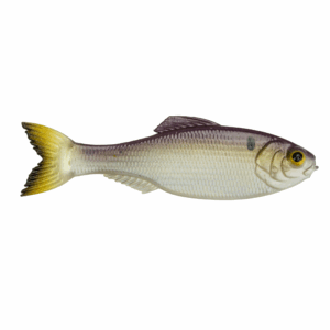 Panorama – Gizzard Gold