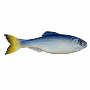 Panorama – Glass Minnow