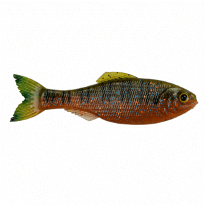 Panorama – Live Bream