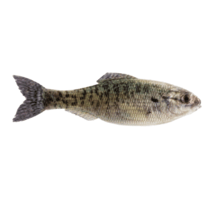 Panorama – Live Crappie