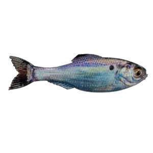 Panorama – Live Gizzard Shad