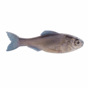 Panorama – Live Minnow