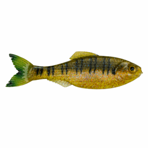 Panorama – Live Sunfish