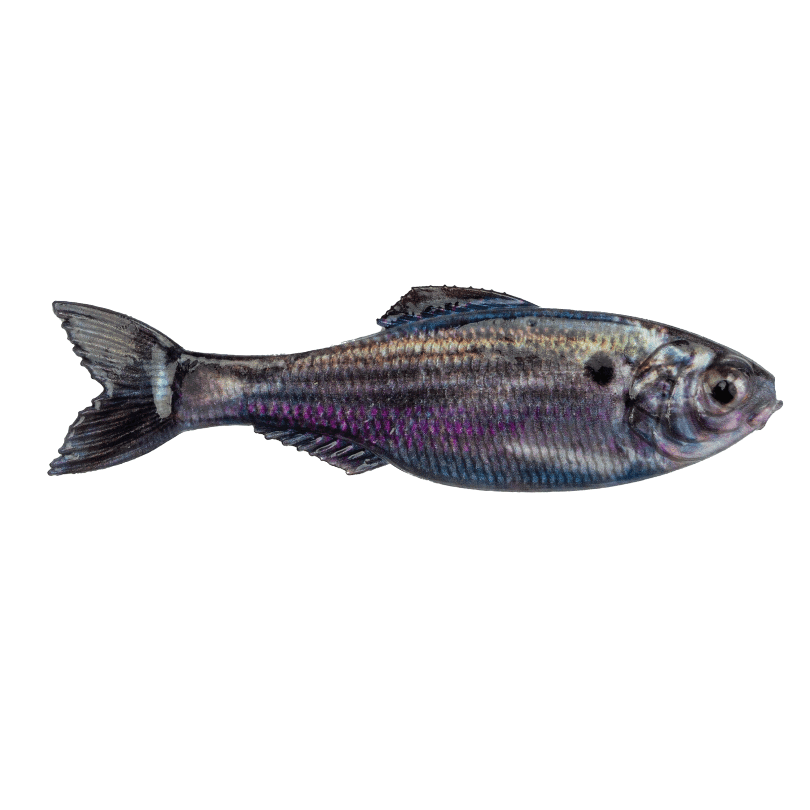 Panorama - Live Threadfin Shad