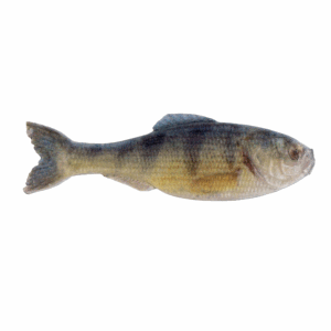 Panorama – Live Yellow Perch