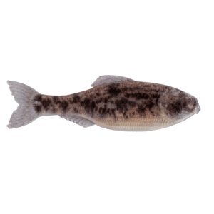 Panorama – Live Goby
