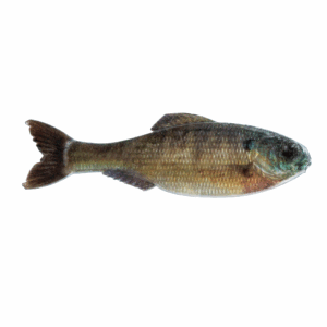 Panorama – Live Bluegill