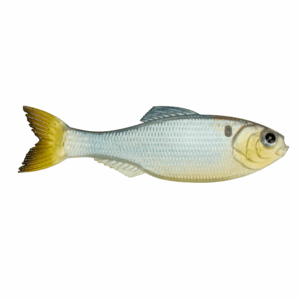 Panorama – Shad Clone