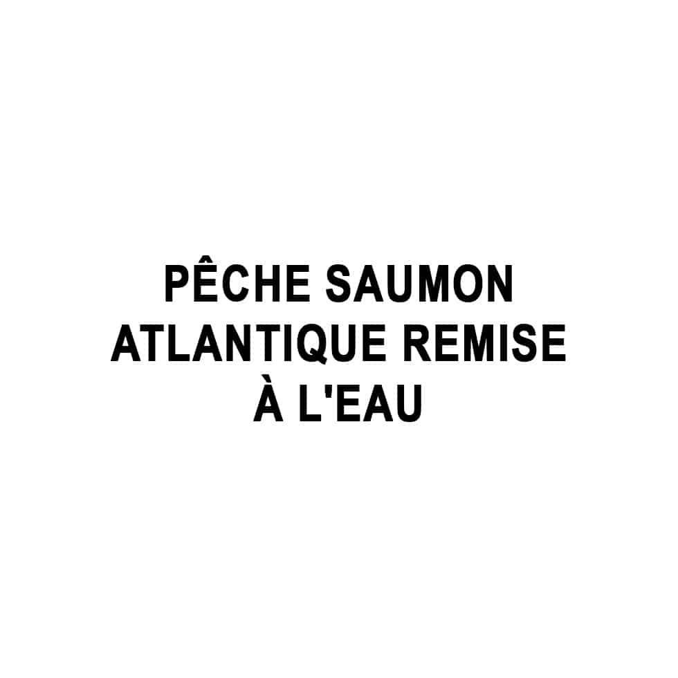 Pêche saumon atlantique remise à l'eau