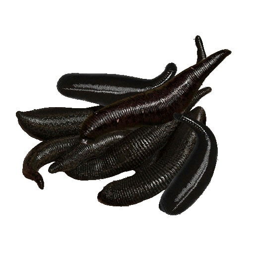 leeches