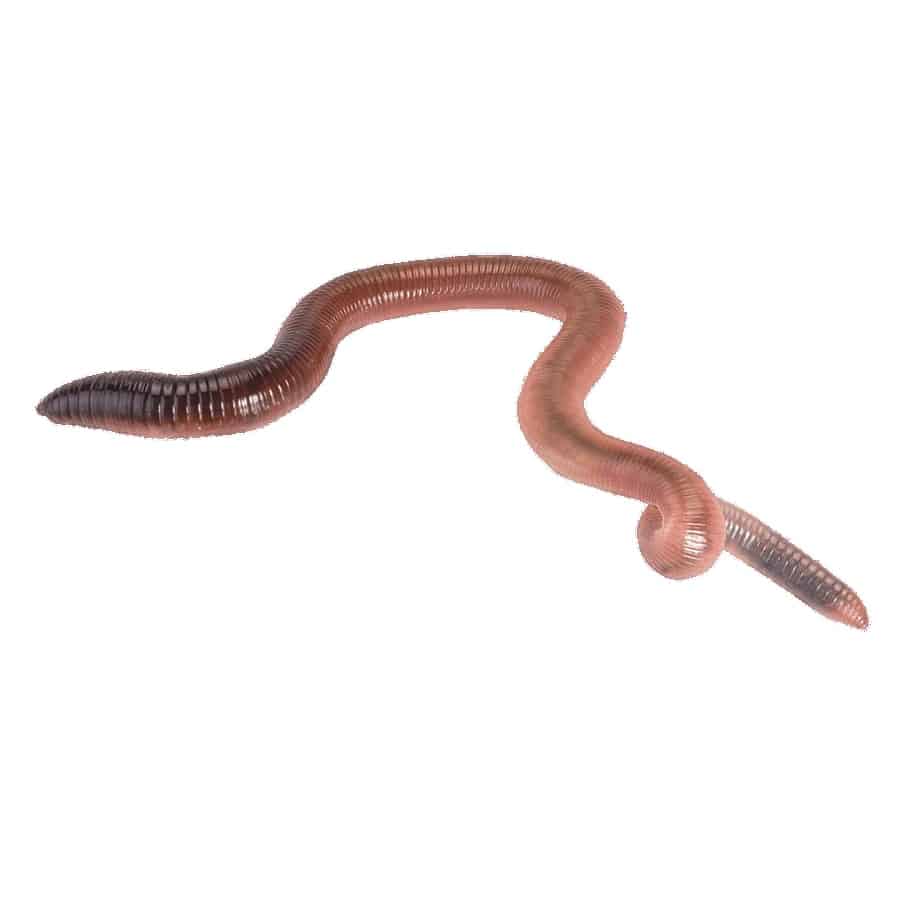 Earth worms