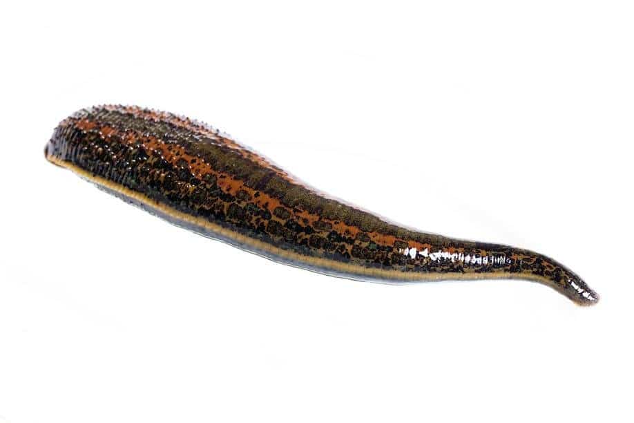 Jombo leeches